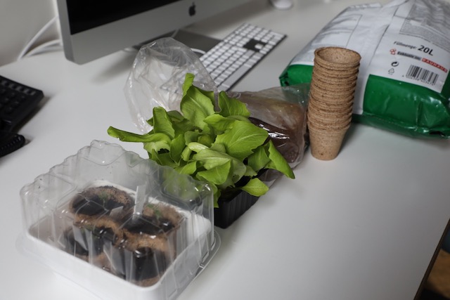 Salatsetzlinge, Anzuchtschalen und Erde liegen auf einem Arbeitstisch